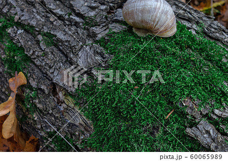 Snail on a tree trunk or log covered by green Snail on a tree trunk or log covered by green 60065989