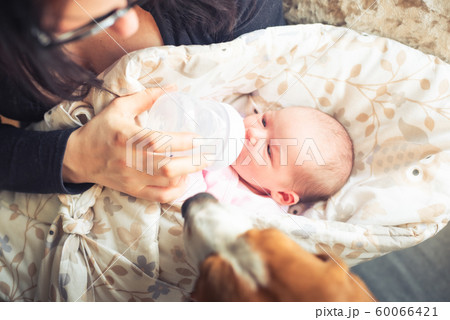 Mother is feeding newborn baby. A woman feeds a newborn with modified milk from a bottle. Top view. Beagle dog watching 60066421