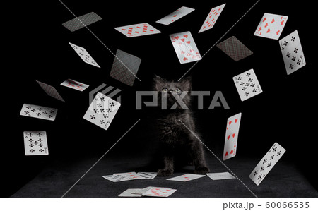playing cards fall on a little kitten sitting on black table on a dark background playing cards fall on a little kitten sitting on black table on a dark background 60066535