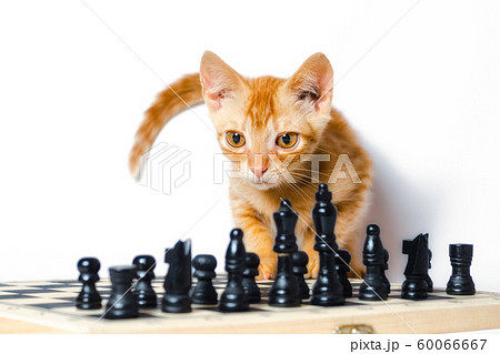 cute little red kitten and chess isolated on white background 60066667