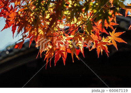 逆光の紅葉 逆光の紅葉 60067119
