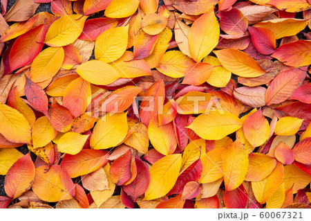 地面に積もった落ち葉 60067321