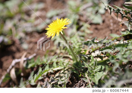 カントウタンポポ 60067444