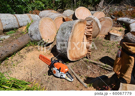 玉切りした欅。