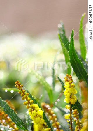 ホソバヒイラギナンテン 60067858