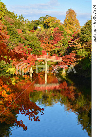 高岡古城公園 朝陽橋 紅葉の写真素材