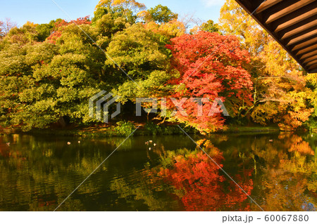 高岡古城公園 紅葉の写真素材