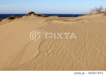 鳥取　四季の散歩　秋　鳥取砂丘 60067945