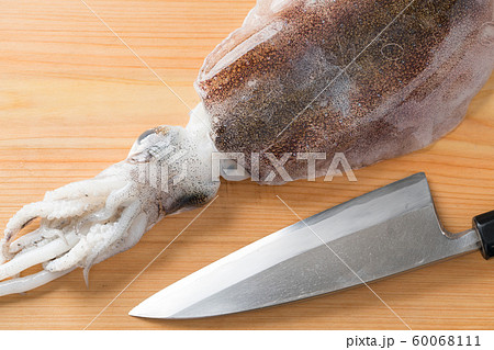 出刃包丁とアオリイカ 60068111