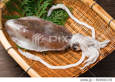 アオリイカ アオリイカ 60068156