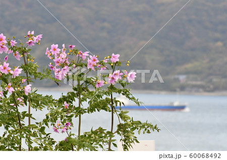 皇帝ダリア・十一月・海辺・満開 60068492