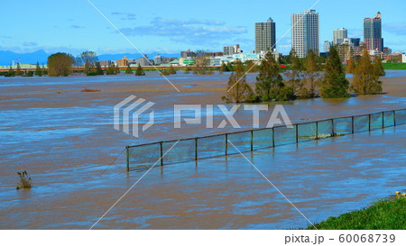 台風19号が関東を直撃した翌朝（2019年10月13日）の新荒川大橋付近の荒川の風景 60068739