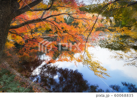 龍安寺鏡容池の紅葉 60068835