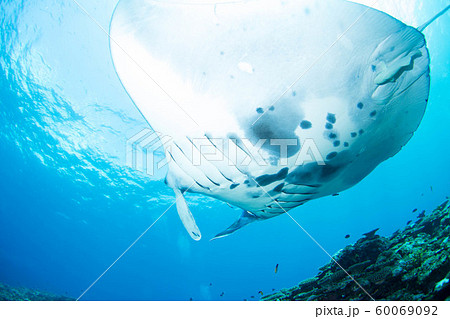 マンタ 60069092