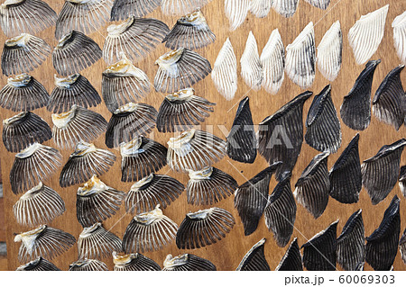 フグひれの乾燥 フグひれの乾燥 60069303