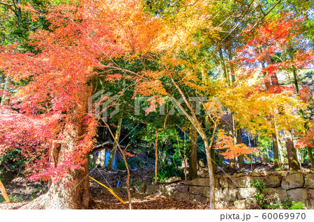 水上不動尊（万寿寺）の紅葉　【佐賀県佐賀市】 60069970