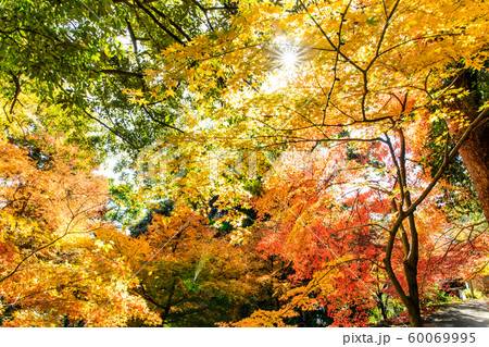 水上不動尊（万寿寺）の紅葉　【佐賀県佐賀市】 60069995