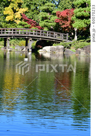 秋の白鳥庭園 秋の白鳥庭園 60070233