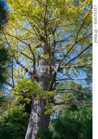 狭山不動尊　御神木　所沢市 60070357