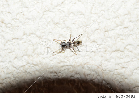 タイリクアリグモ? タイリクアリグモ? 60070493