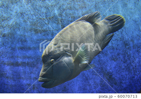 ナポレオンフィッシュ(メガネモチノウオ) ナポレオンフィッシュ(メガネモチノウオ) 60070713