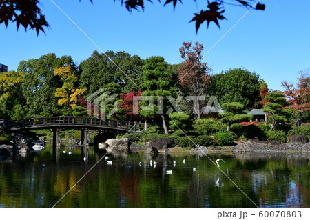 秋の白鳥庭園 秋の白鳥庭園 60070803