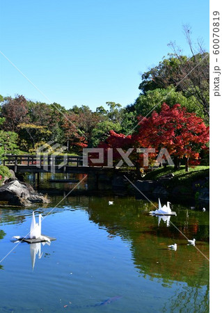 秋の白鳥庭園 秋の白鳥庭園 60070819