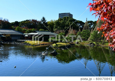 秋の白鳥庭園 秋の白鳥庭園 60070843
