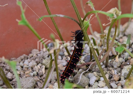 葉を食べ尽くした、ツマグロヒョウモンの幼虫 60071214