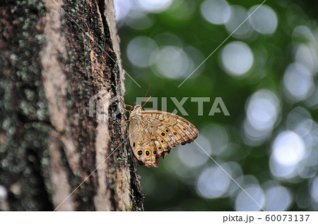 クヌギの蜜を吸うヒョウ柄紋蝶 大木に休む一羽のヒョウ柄紋蝶 クヌギの蜜を吸うヒョウ柄紋蝶 大木に休む一羽のヒョウ柄紋蝶 60073137