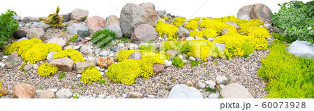 panorama of rockery rock garden isolated on white panorama of rockery rock garden isolated on white 60073928