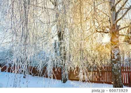 winter landscape sun shines through trees 60073929