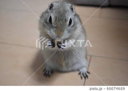 リチャードソンジリス　モグモグ 60074689