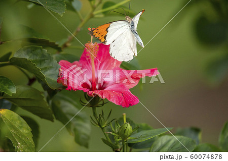 ツマベニチョウ 60074878