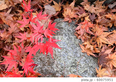 紅葉 紅葉 60075951