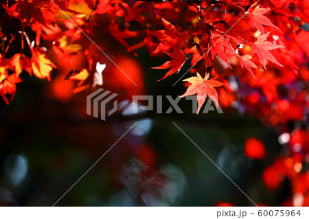 紅葉 紅葉 60075964