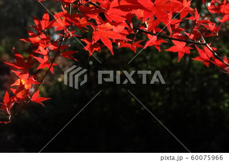 紅葉 紅葉 60075966