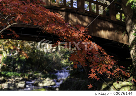 熱海梅園の紅葉 熱海梅園の紅葉 60076144