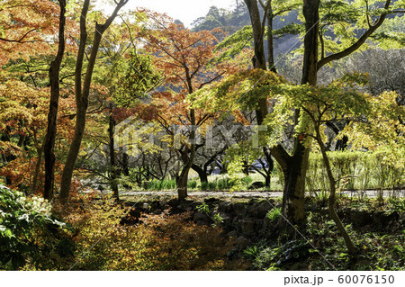 熱海梅園の紅葉 熱海梅園の紅葉 60076150