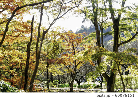 熱海梅園の紅葉 熱海梅園の紅葉 60076151