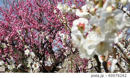 紅白の梅 60076262