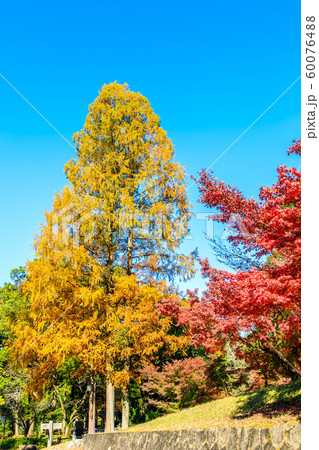 多久聖廟の紅葉 【佐賀県多久市】 多久聖廟の紅葉 【佐賀県多久市】 60076488
