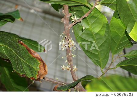 カカオノキの花 60076503
