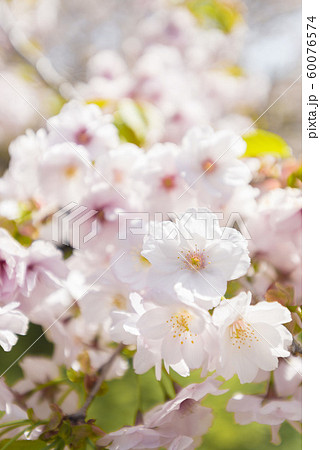 北海道の美しい桜 北海道の美しい桜 60076574