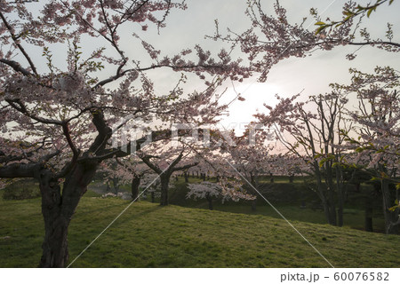 北海道の美しい桜 北海道の美しい桜 60076582
