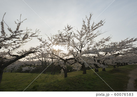 北海道の美しい桜 60076583
