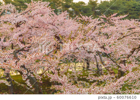 北海道の美しい桜 北海道の美しい桜 60076610