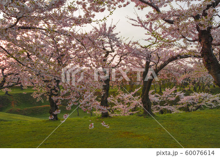 北海道の美しい桜 北海道の美しい桜 60076614