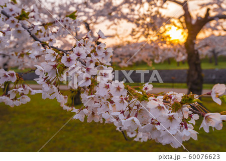 北海道の美しい桜 北海道の美しい桜 60076623