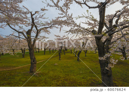 北海道の美しい桜 北海道の美しい桜 60076624